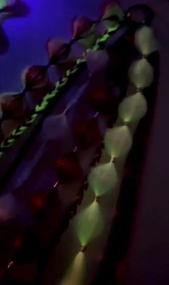 Candy Cane (GLOW) - Ponytail Festival Rave Braids